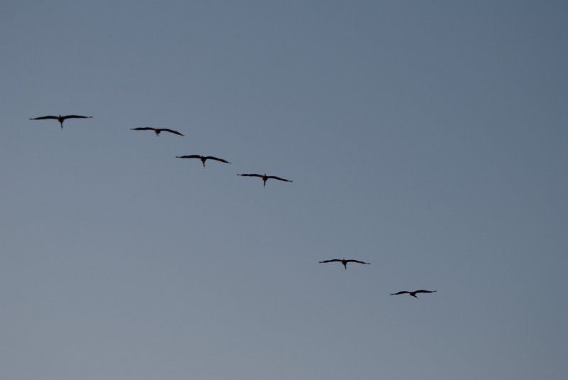 JasperPulaski110109-9924.jpg - Sandhill Cranes twilight flight to Jasper-Pulaski Fish and Wildlife Area