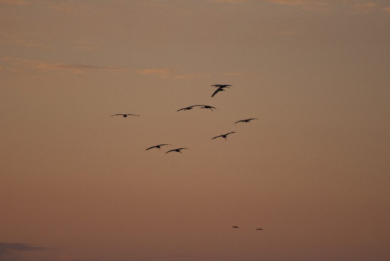 JasperPulaski110109-9927.jpg - Sandhill Cranes twilight flight to Jasper-Pulaski Fish and Wildlife Area