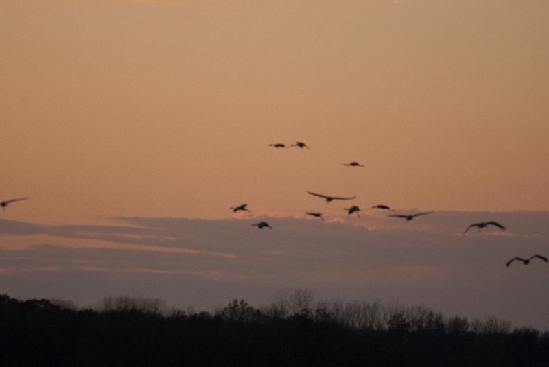 JasperPulaski110109-9929.jpg - Sandhill Cranes twilight flight to Jasper-Pulaski Fish and Wildlife Area