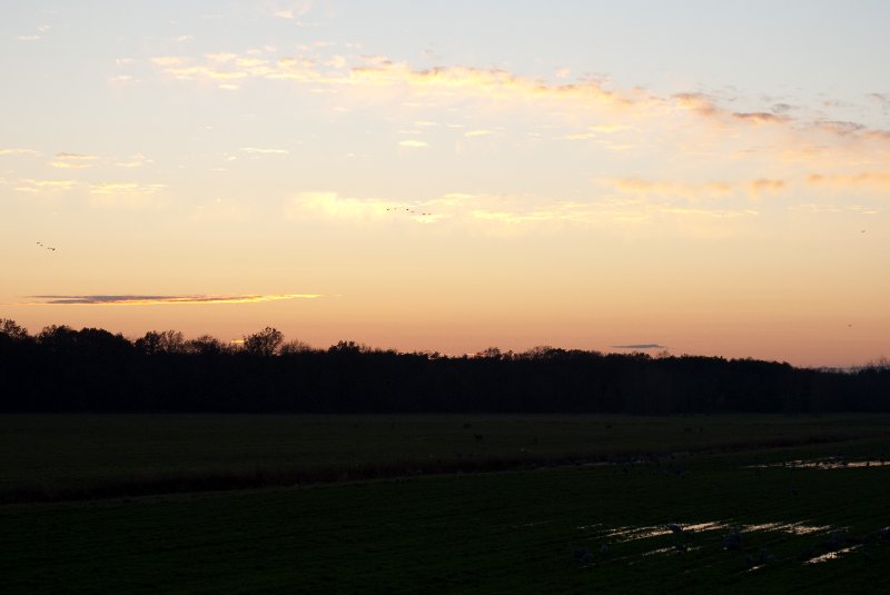 JasperPulaski110109-9990.jpg - Sandhill Cranes twilight flight to Jasper-Pulaski Fish and Wildlife Area