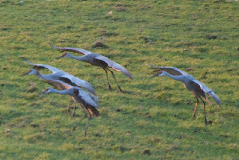 JasperPulaski110109-9868.jpg - Sandhill Cranes twilight flight to Jasper-Pulaski Fish and Wildlife Area
