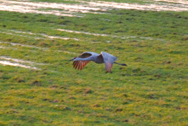 JasperPulaski110109-9881.jpg - Sandhill Cranes twilight flight to Jasper-Pulaski Fish and Wildlife Area