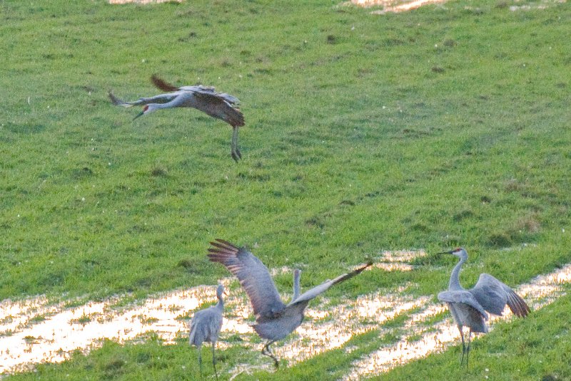 JasperPulaski110109-9903.jpg - Sandhill Cranes twilight flight to Jasper-Pulaski Fish and Wildlife Area