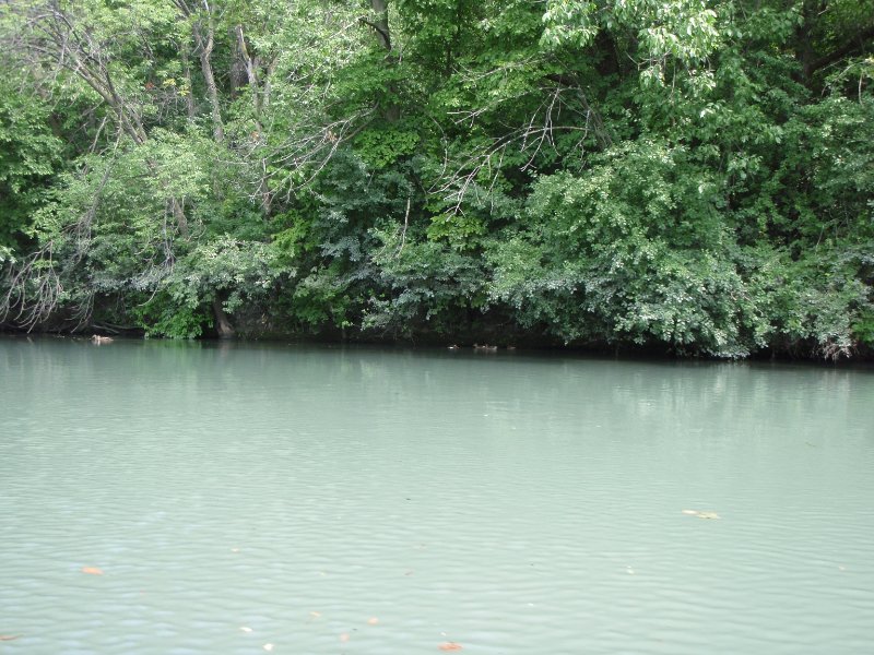 NorthShoreChannel-8020006.jpg - Ducks