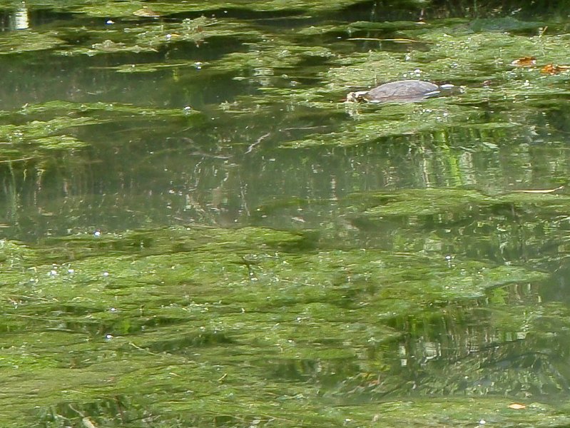 NorthShoreChannel-8020008.jpg - Turtle