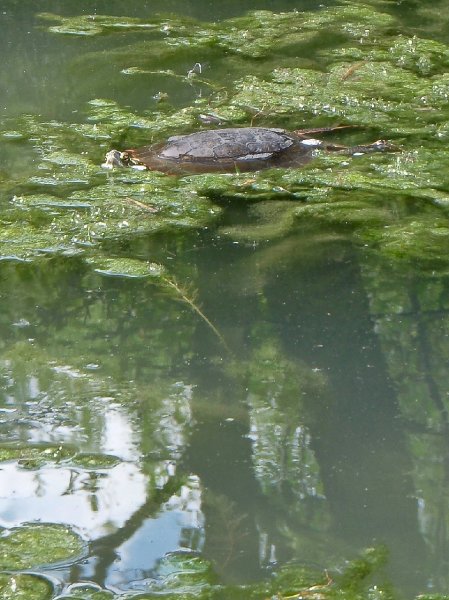 NorthShoreChannel-8020011.jpg - Turtle