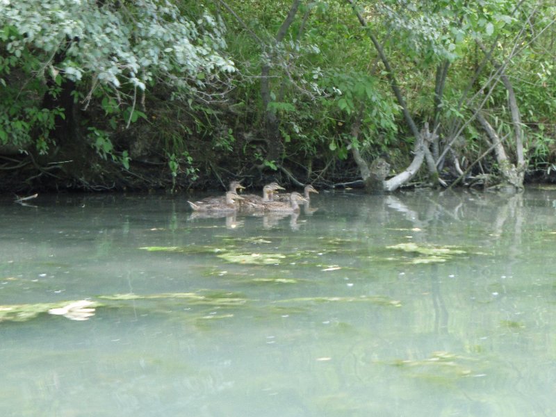 NorthShoreChannel-8020012.jpg - Ducks