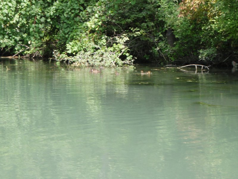 NorthShoreChannel-8020013.jpg - Ducks