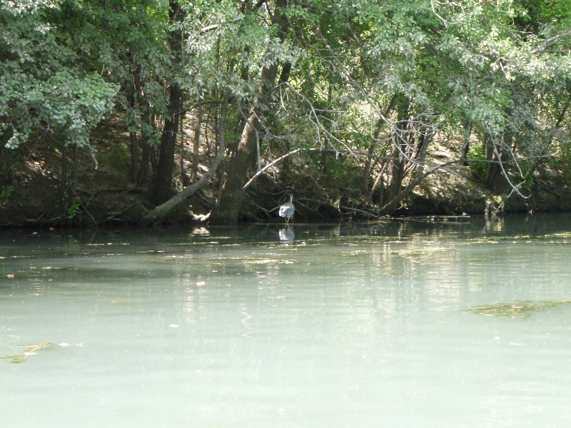NorthShoreChannel-8020019.jpg - Great Blue Heron