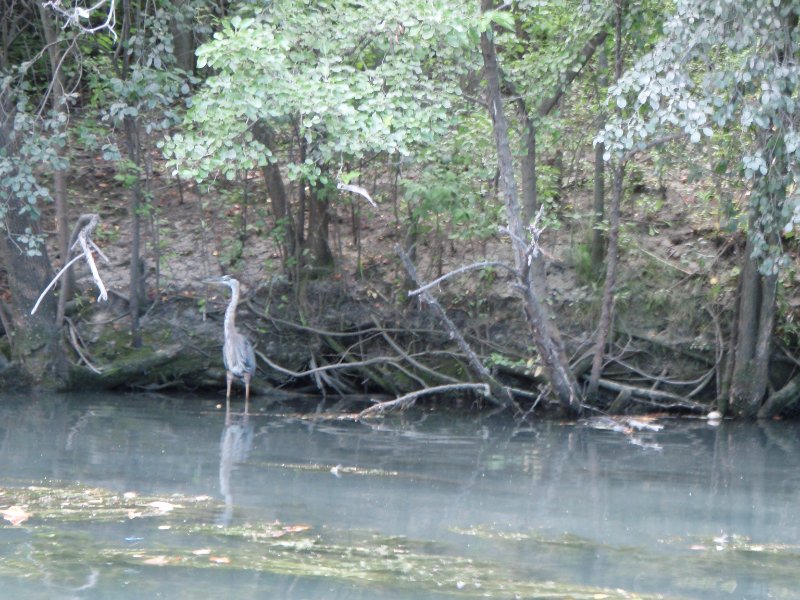 NorthShoreChannel-8020021.jpg - Great Blue Heron
