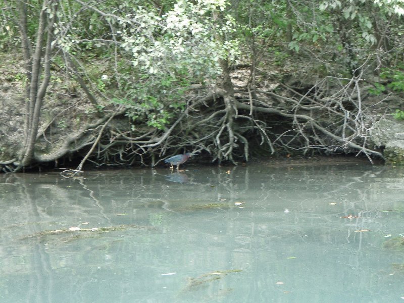 NorthShoreChannel-8020038.jpg - Green Heron