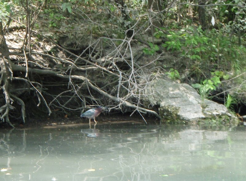 NorthShoreChannel-8020040.jpg - Green Heron