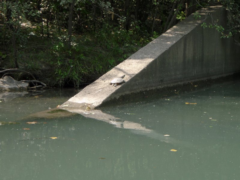 NorthShoreChannel-8020056.jpg - Turtle