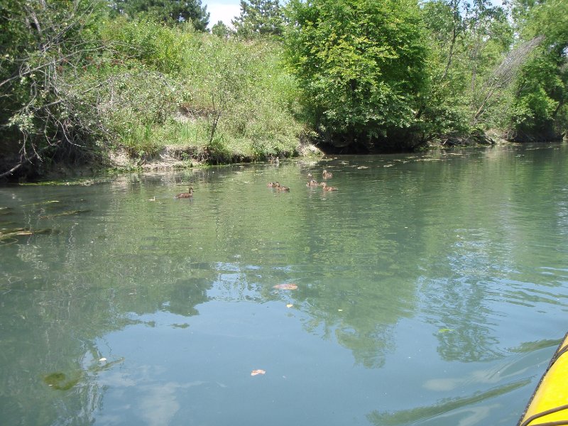 NorthShoreChannel080909-8090003.jpg - Ducks