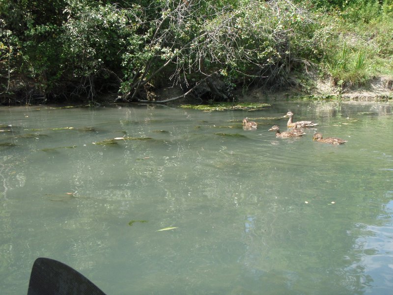 NorthShoreChannel080909-8090004.jpg - Ducks