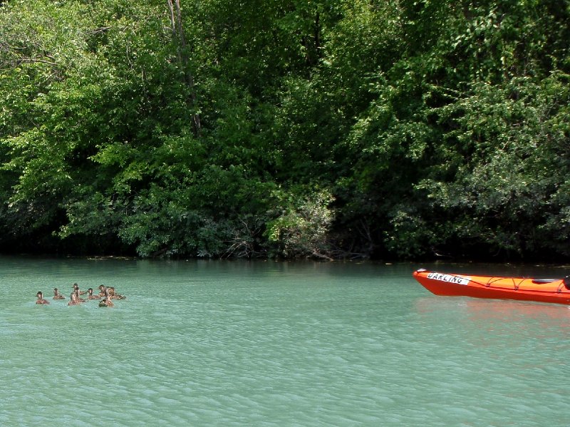 NorthShoreChannel080909-8090005.jpg - Ducks
