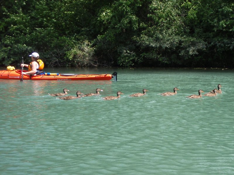 NorthShoreChannel080909-8090006.jpg - Ducks