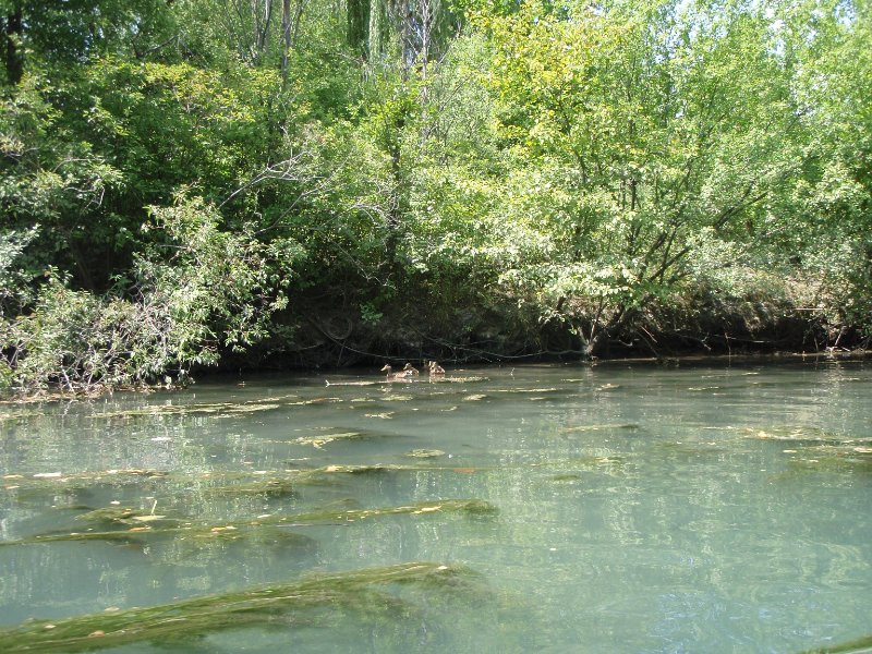 NorthShoreChannel080909-8090008.jpg - Ducks