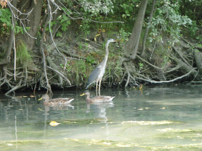 NorthShoreChannel080909-8090013.jpg - Great Blue Heron