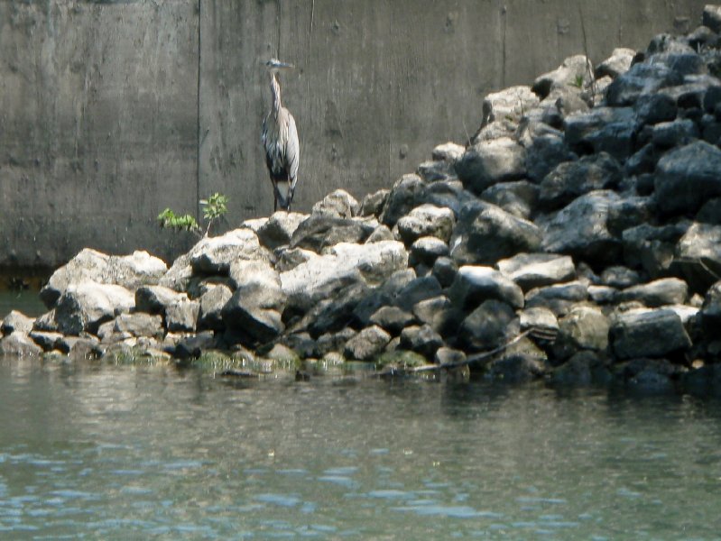 NorthShoreChannel080909-8090015.jpg - Great Blue Heron