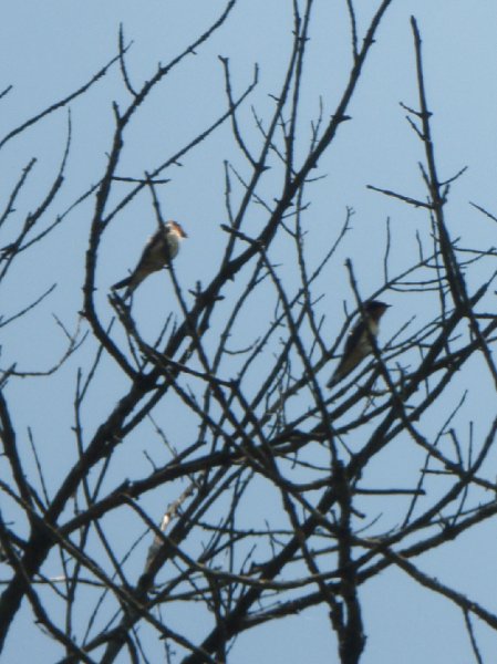 NorthShoreChannel080909-8090019.jpg - Swallow Tree