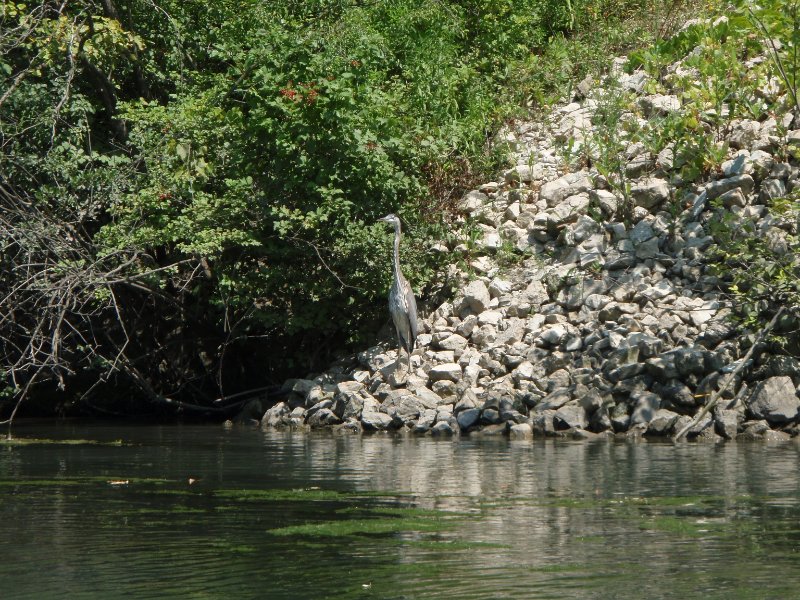 NorthShoreChannel080909-8090021.jpg - Great Blue Heron
