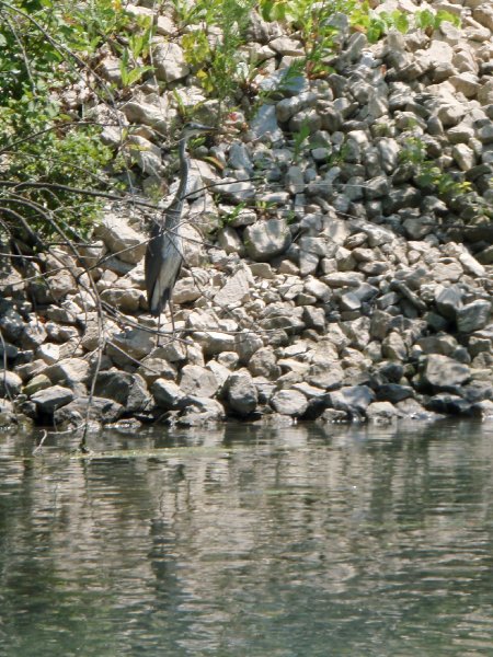 NorthShoreChannel080909-8090022.jpg - Great Blue Heron