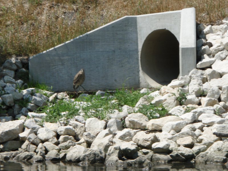 NorthShoreChannel080909-8090032.jpg - Black-Crowned Night Heron