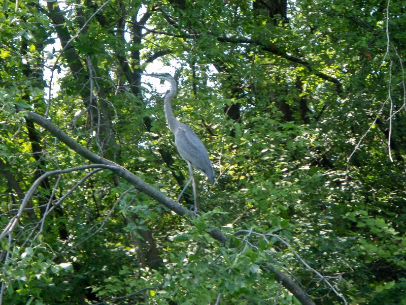 NorthShoreChannel080909-8090045.jpg - Great Blue Heron