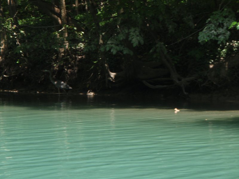NorthShoreChannel080909-8090051.jpg - Great Blue Heron
