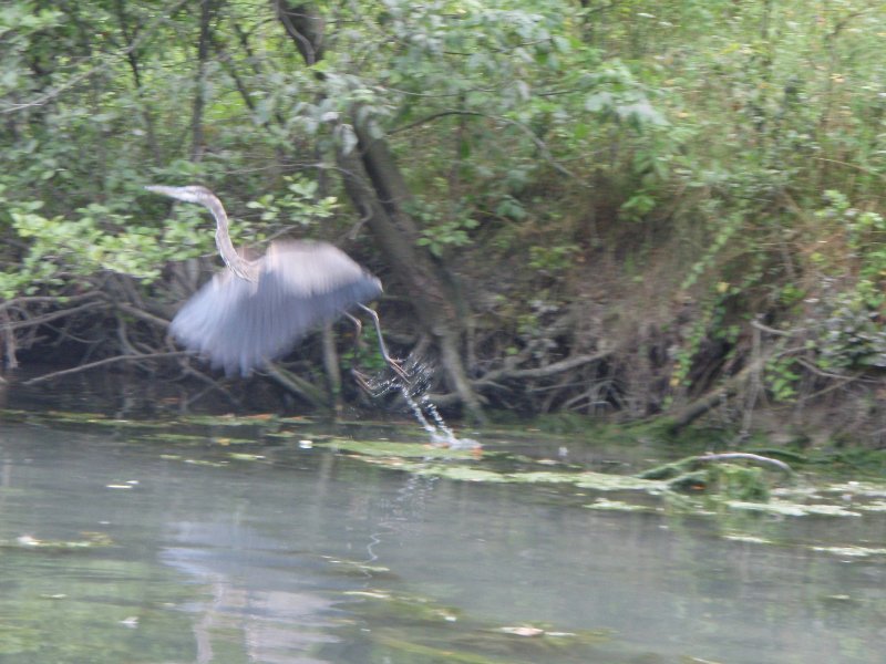 NorthShoreChannel080909-8090082.jpg - Great Blue Heron
