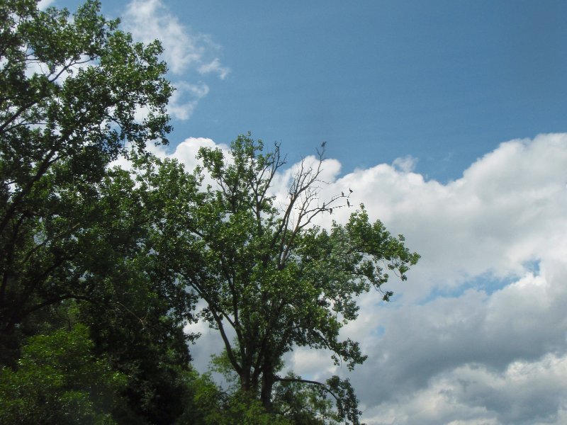 SkokieLagoonsKayak071909-7190004.jpg - Coromorant Tree