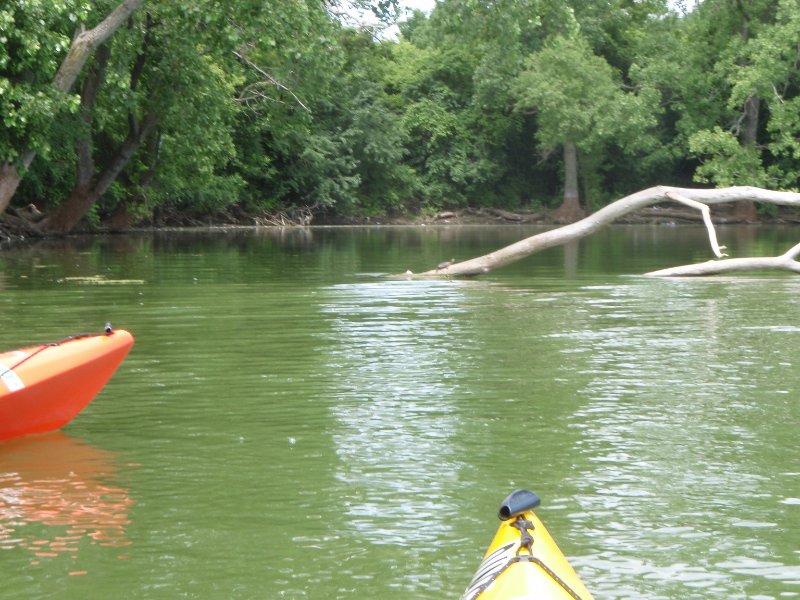 SkokieLagoonsKayak071909-7190010.jpg - Turtle