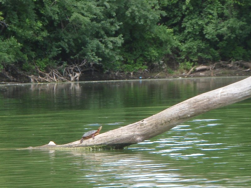 SkokieLagoonsKayak071909-7190011.jpg - Turtle