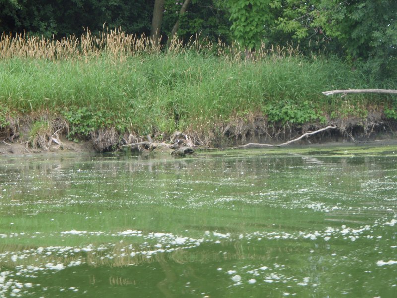 SkokieLagoonsKayak071909-7190015.jpg - Kayaking Skokie Lagoons