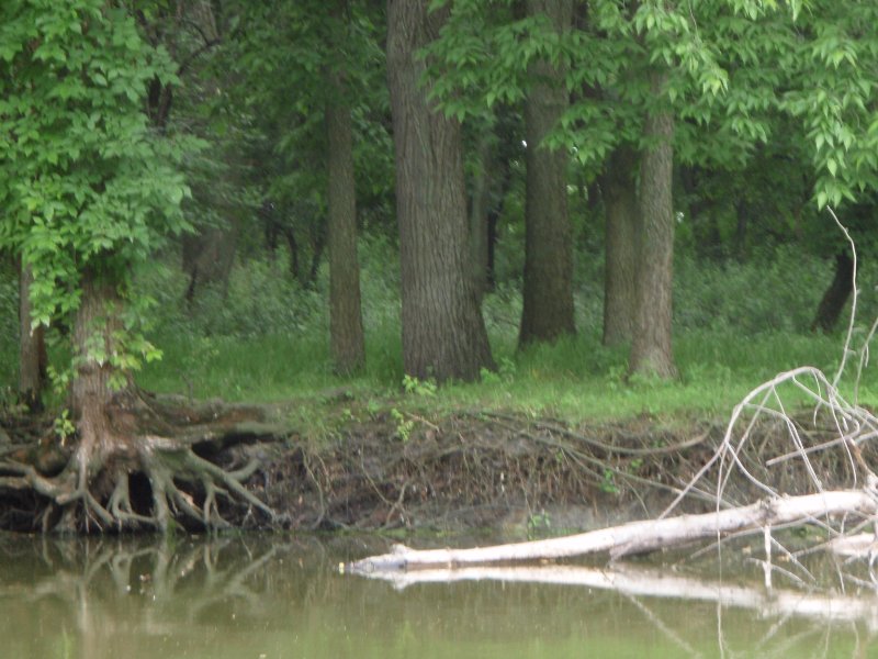 SkokieLagoonsKayak071909-7190032.jpg - Muskrat (hard to see)