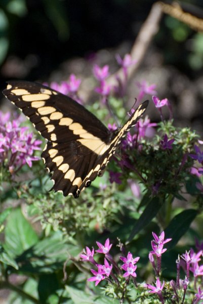 BrookfieldZoo062809-7524.jpg - Giant Swallowtail