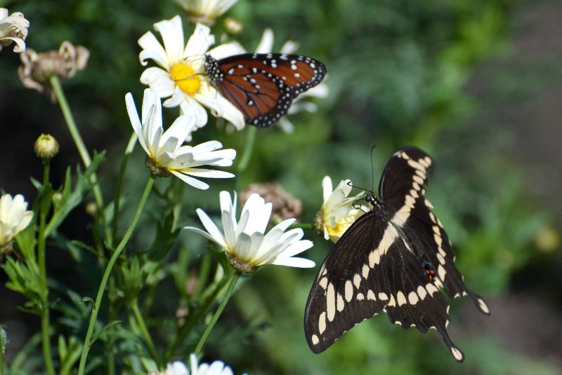 BrookfieldZoo062809-7526.jpg - Giant Swallowtail