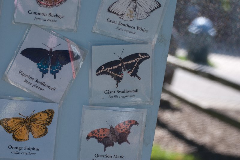 BrookfieldZoo062809-7528.jpg - Giant Swallowtail