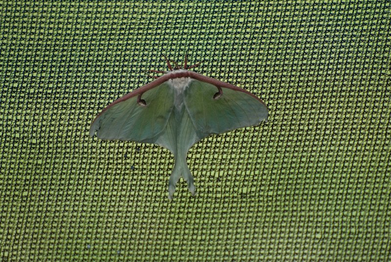 BrookfieldZoo062809-7537.jpg - Butterfly Garden