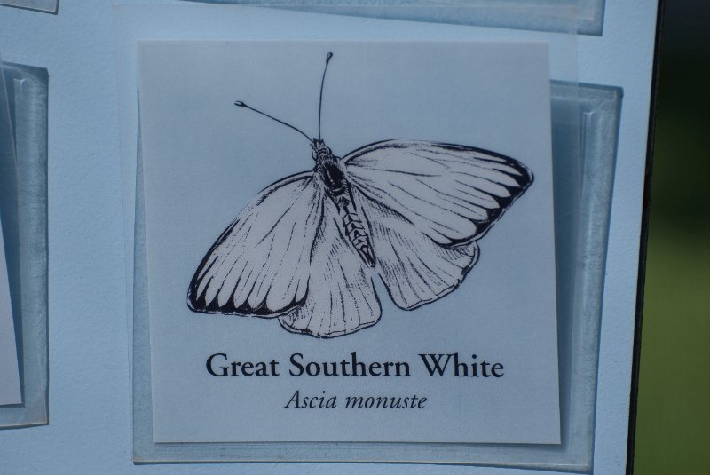 BrookfieldZoo062809-7538.jpg - Great Southern White