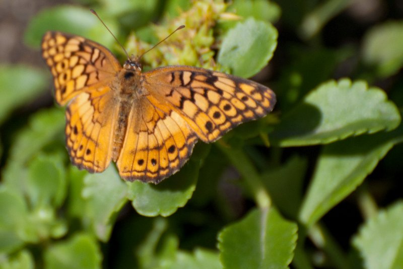 BrookfieldZoo062809-7541.jpg - Variegated Fritillary