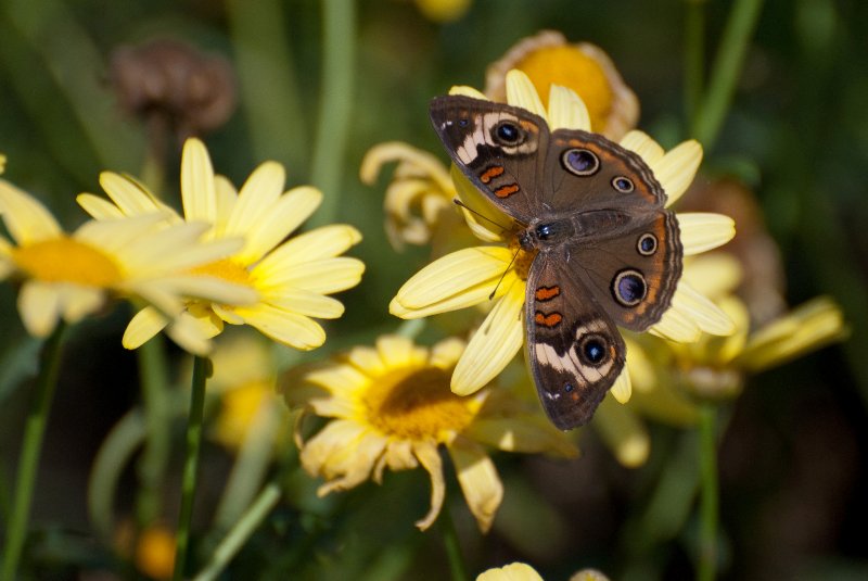 BrookfieldZoo062809-7542.jpg - Common Buckeye