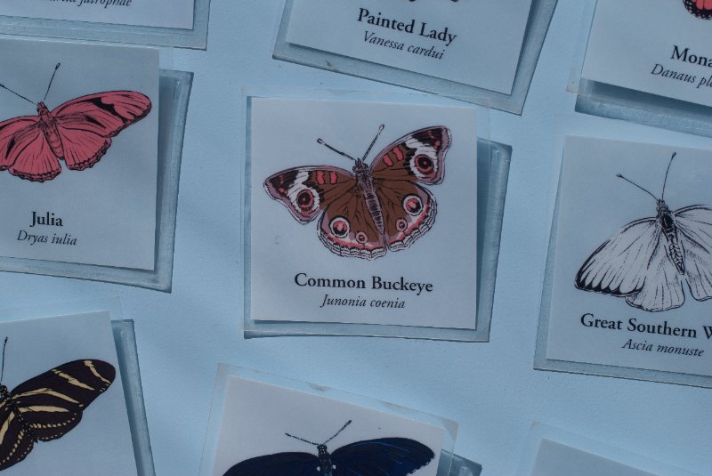 BrookfieldZoo062809-7543.jpg - Common Buckeye