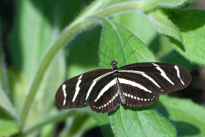 BrookfieldZoo062809-7544.jpg - Zebra Longwing