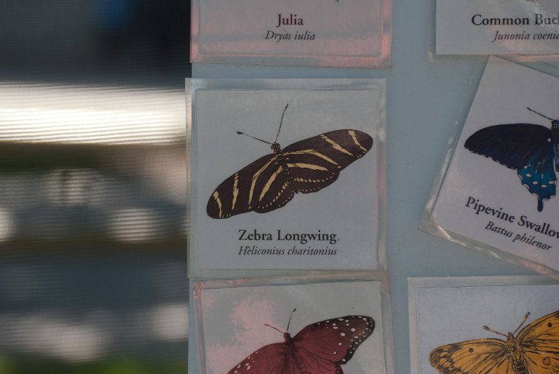 BrookfieldZoo062809-7546.jpg - Zebra Longwing