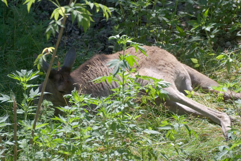 BrookfieldZoo062809-7550.jpg - Kangaroo