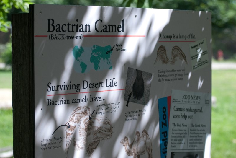 BrookfieldZoo062809-7561.jpg - Bactrian Camel