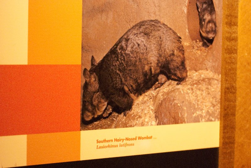 BrookfieldZoo062809-7568.jpg - Wombat