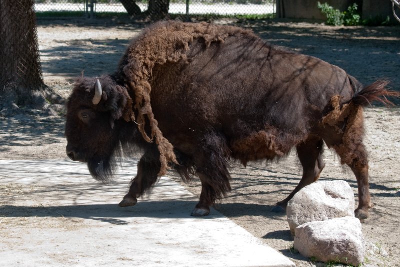 BrookfieldZoo062809-7571.jpg - American Bison